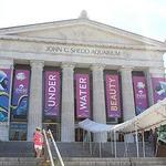 Shedd Aquarium