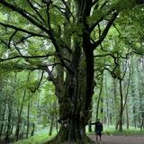 Kinnitty Castle Grounds