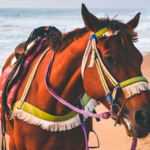 Horseback Riding Tour