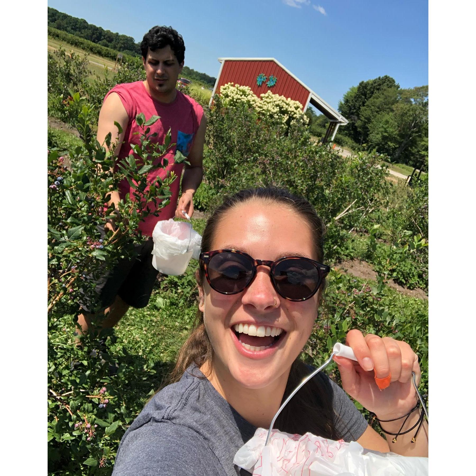 Picking blueberries!