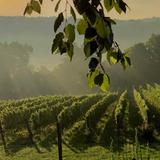 Virginia Wineries