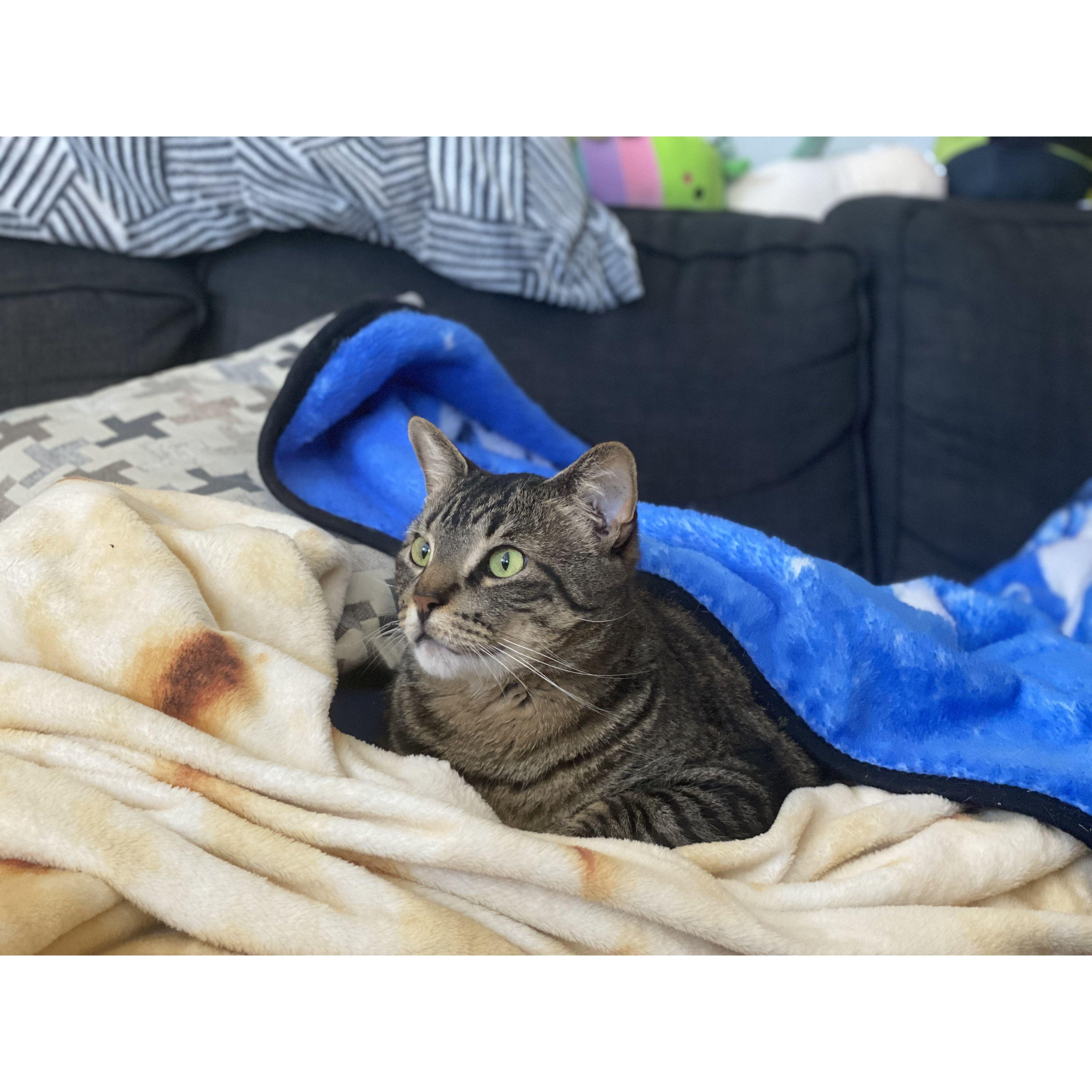 Vox loves to cuddle up under some blankets.