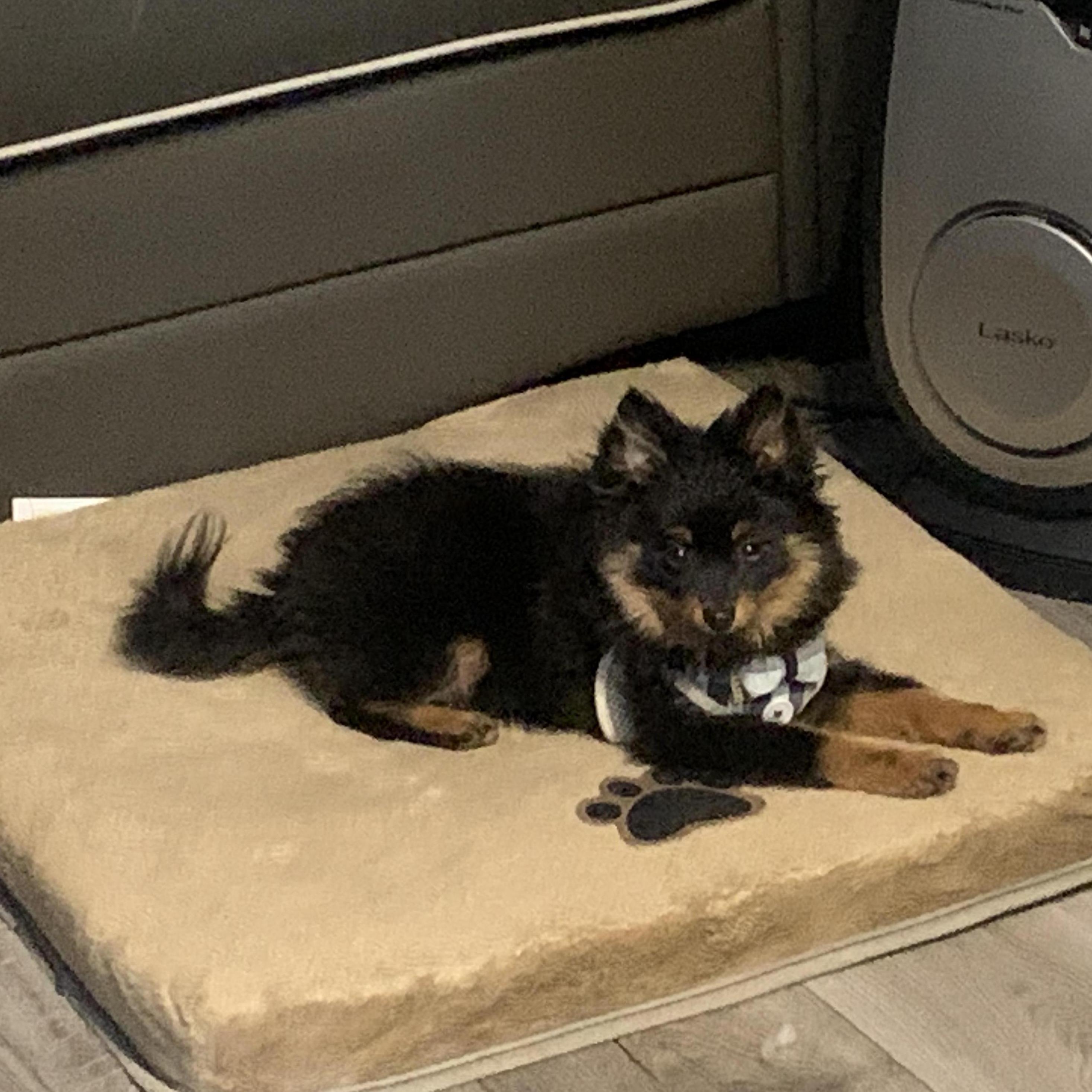 Our newest fur child.