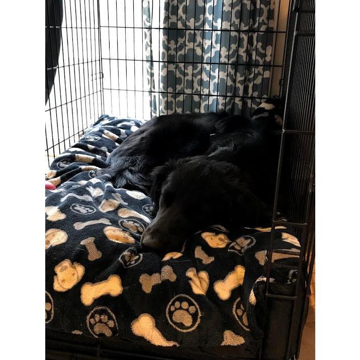 Ezra - our full-of-energy flat coated retriever/border collie mix. We got him in December 2017. David picked Chandler up at the airport and surprised her with Ezra in the backseat.