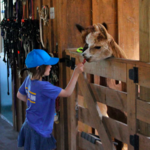 Buck Brook Alpacas