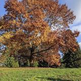 Hoyt Arboretum