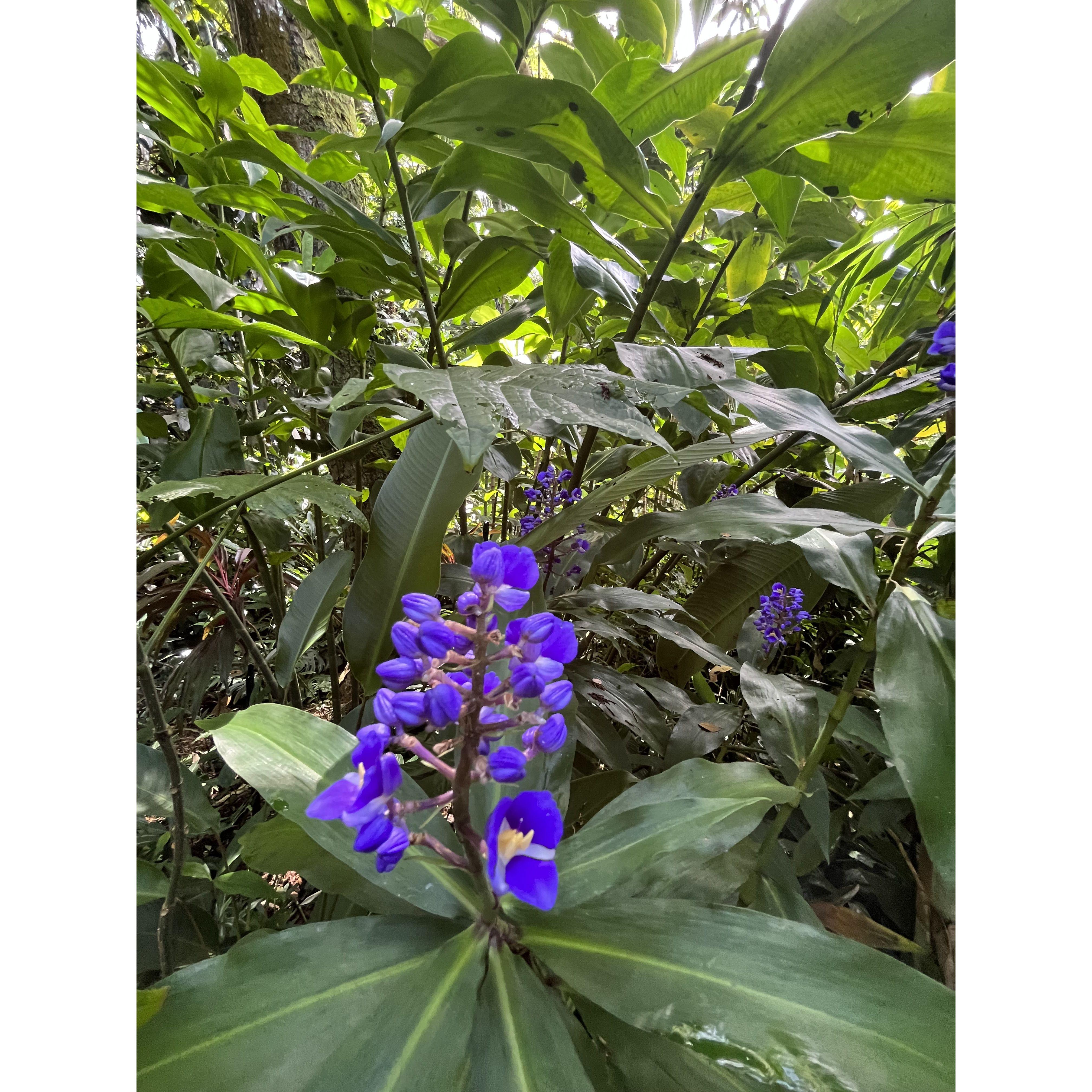 A stunning close-up of bright blue flowers surrounded by rich green foliage in the heart of a tropical rainforest.
