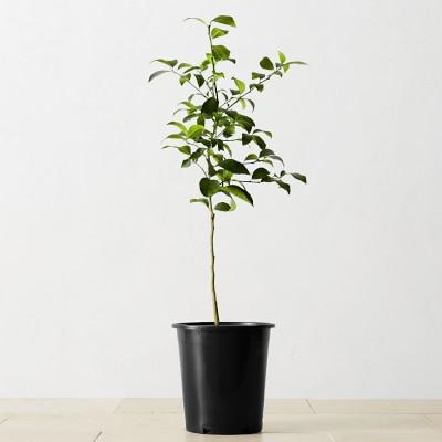 Alder & Oak Meyer Lemon Tree