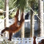 Audubon Zoo