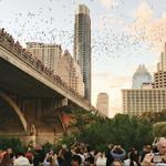 Bat Watching @ Congress Avenue Bridge