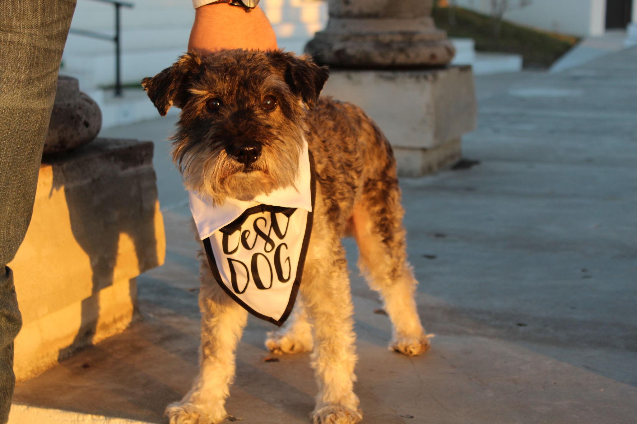 The Wedding Website of Daniella J. Collaso and Luis E. Rodriguez