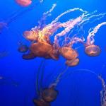 Monterey Bay Aquarium