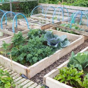 Home Garden Starter Fund