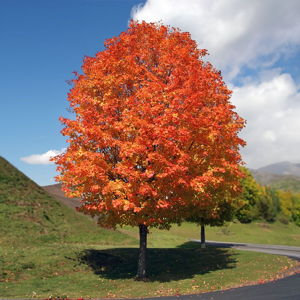 New Tree for Casa Guberud