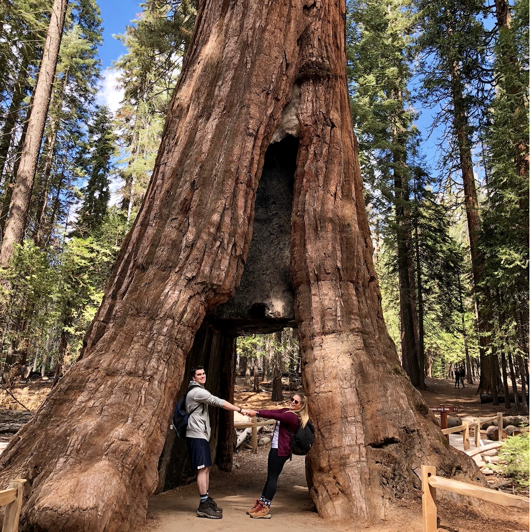 Great Sequoia National Park 2018