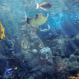 Aquarium of the Pacific