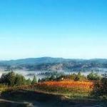 Sonoma Coast Vineyards