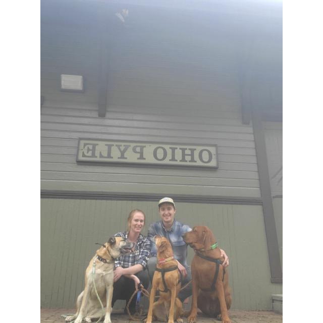 All three dogs not looking at the camera!