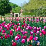 The Dallas Arboretum and Botanical Garden