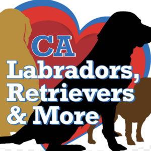 Labs & More Donation