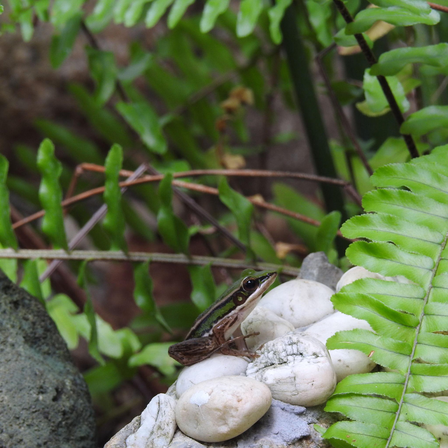 A little Thai frog