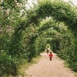 Planting Fields Arboretum