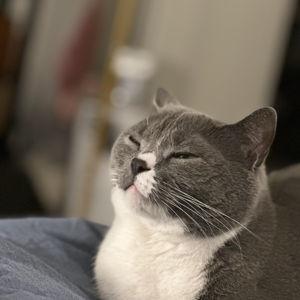 The Catio Fund