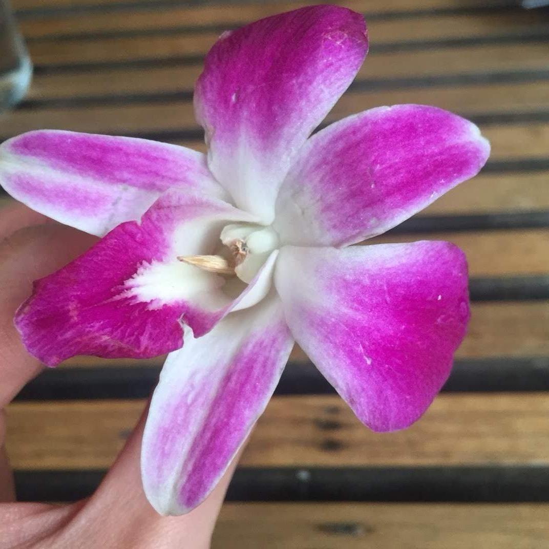 My Thai flower, Piano and I at dinner.