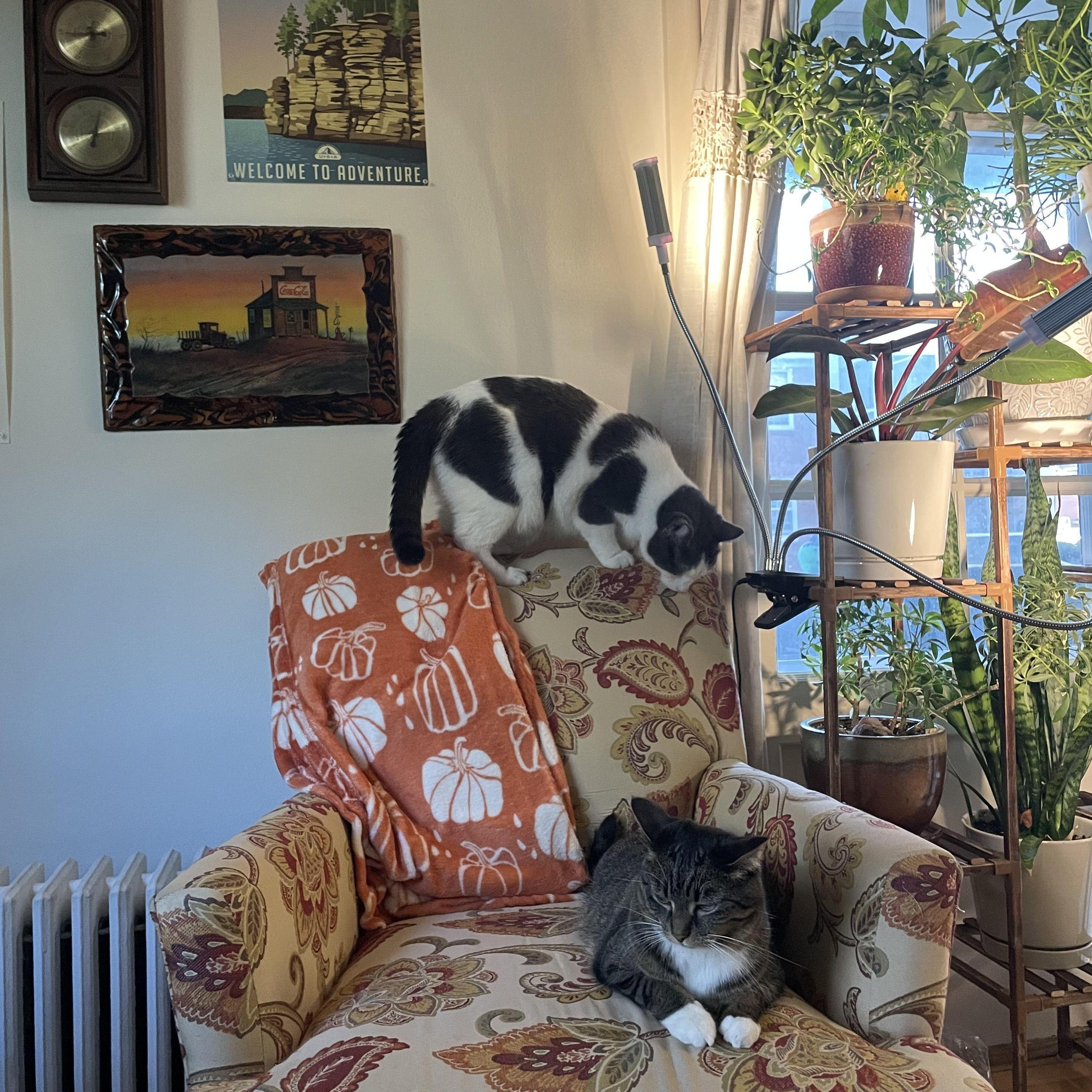 The kitties (finally) getting along!