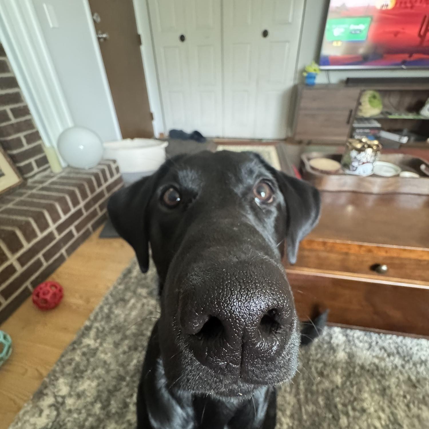 Looooooong snoot