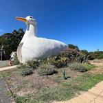 The Big Duck