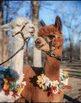 The Wedding Website of Lilly Katz and Lisa Moyer