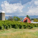 Rockbridge Vineyard & Brewery