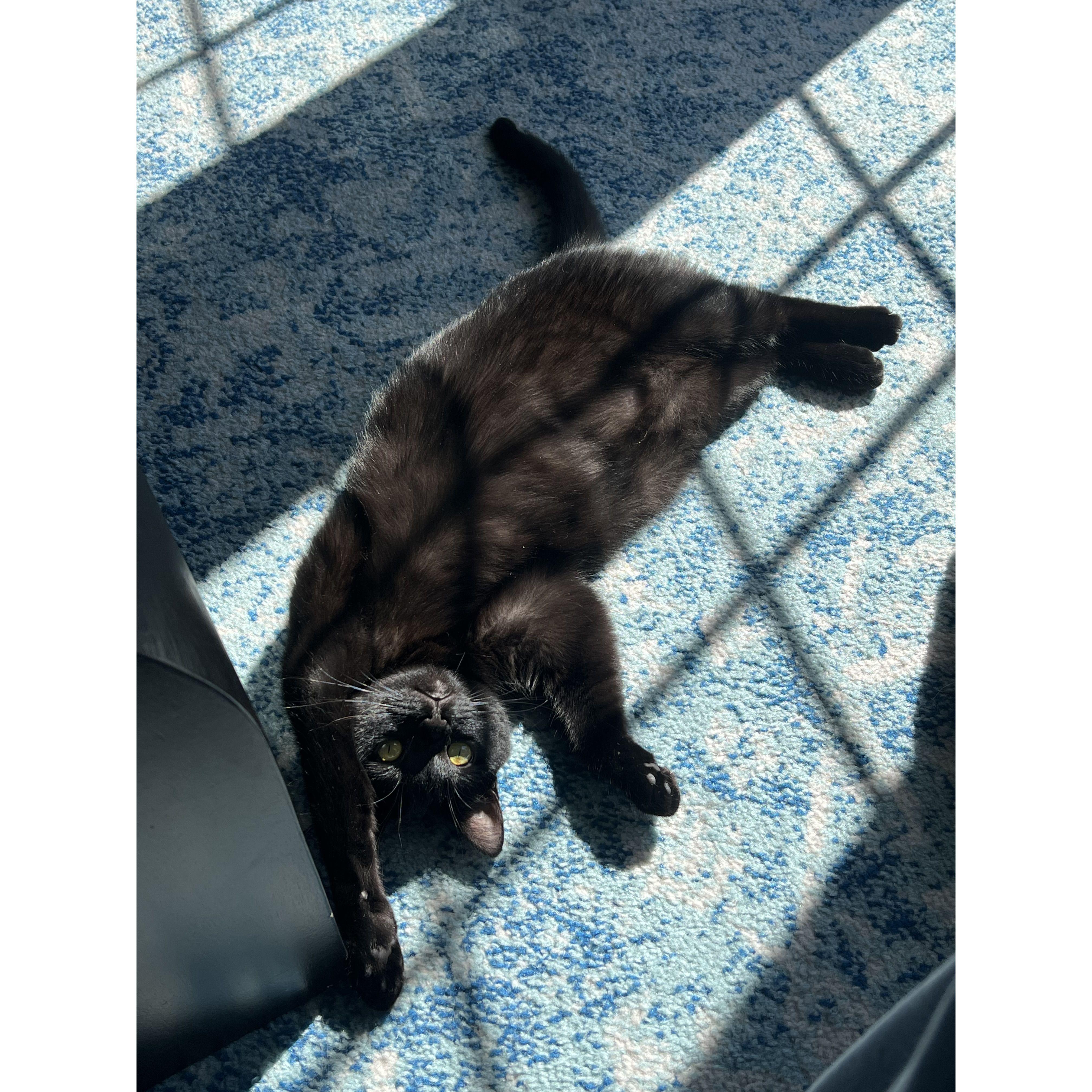 We adopted a Syracuse stray kitten and called her Stevie. Her and Sadie are (sometimes) friends.