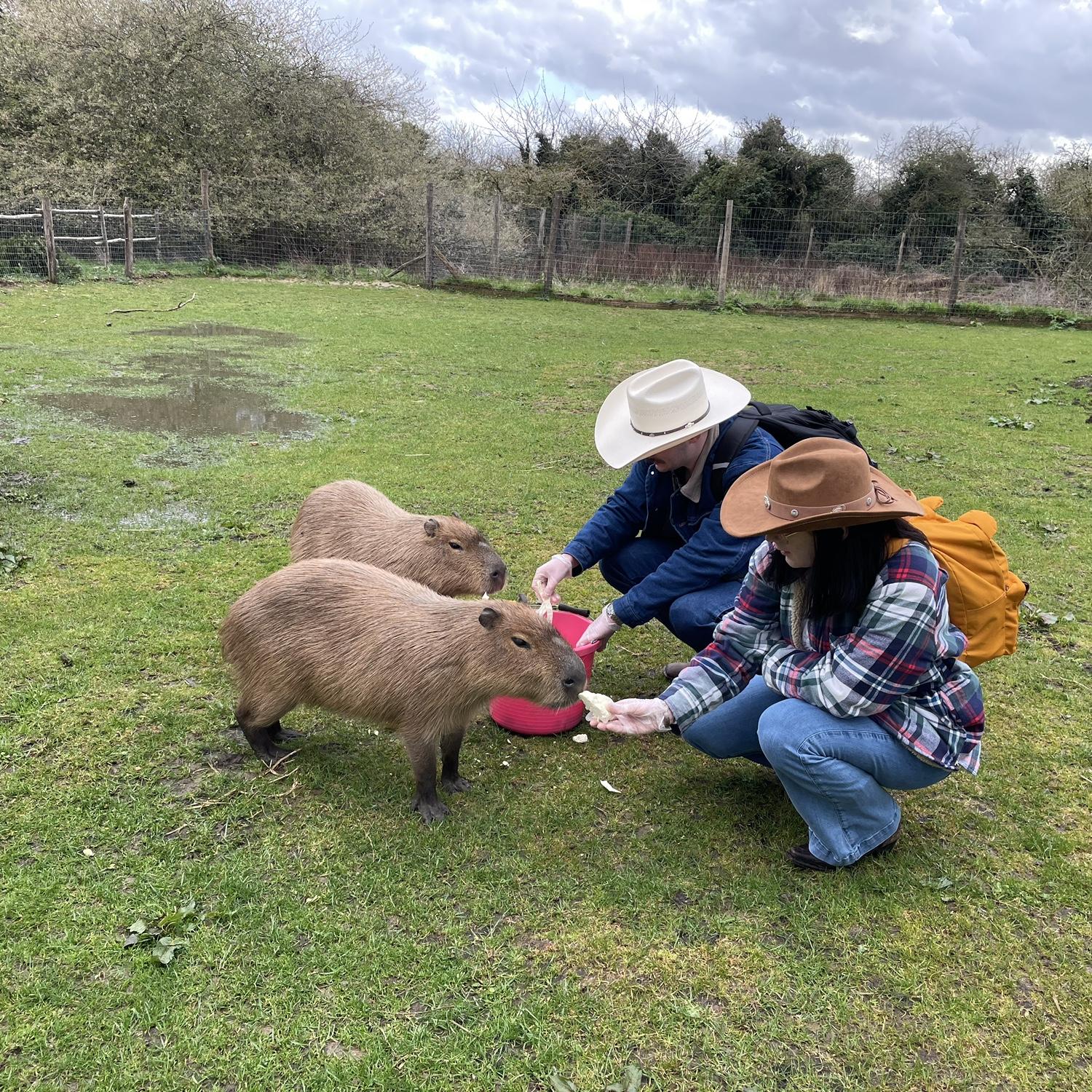 Capybaras in London!