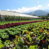 Caoba Farms Restaurant
