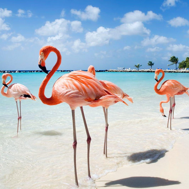 Aruba Honeymoon Fund