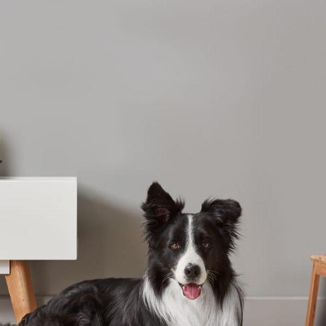 Petcube Bites 2 Lite