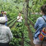 Coffee plantation tour in the outside of Antigua