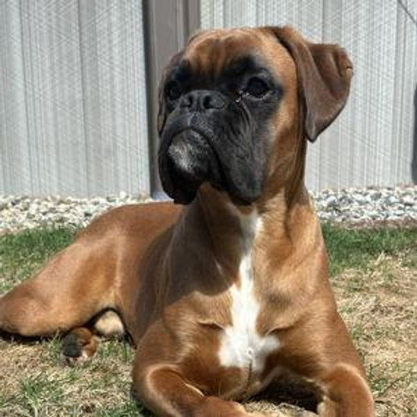 Vortex's Obedience Classes