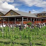 Macari Vineyards