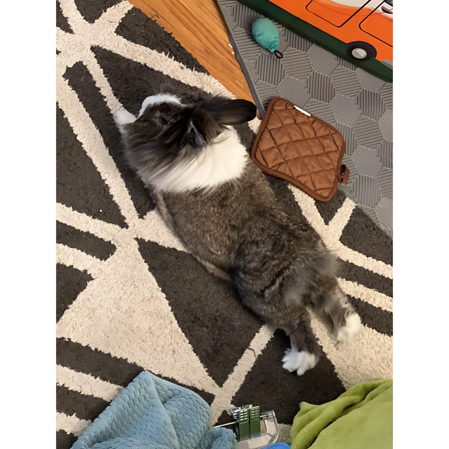 Twix laying with his chicken legs out