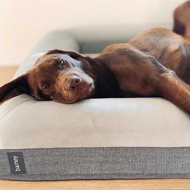 Barney Bed (Size Large)