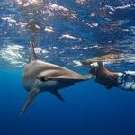 Snorkeling or Swimming with Sharks in Cabo San Lucas