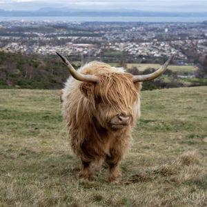 Honeymoon: Highland Cow Experience