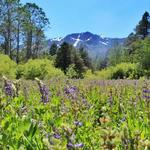 Tahoe Rim Trail