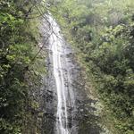 Manoa Falls Trail