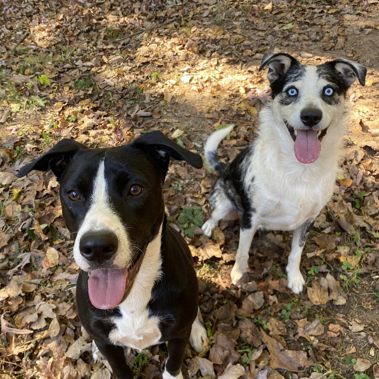 Our Oakley girl & Blue-berry make our lifeβs so much better! We are so grateful for these sweet pupsπΎπ¦π«