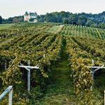 Biltmore Estate Winery