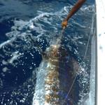 Fish with a Local